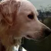 Daniel Capelluto - @DanielCapelluto123 - TikTok