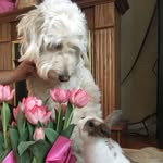 Daniel Capuano - @danielcapuano_50 - Instagram