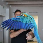 Daniel Cardinale - @danielcardinale88 - Instagram