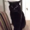 danielcardinal1 - @danielcardinal1 - TikTok