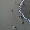 danielsacareau - @danielsacareau - TikTok