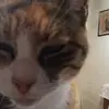 danielacarfora6 - @danielacarfora6 - TikTok