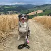 Daniela Carini - @danielacarini5 - TikTok