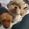Daniel Carlier882 - @danielcarlier61 - TikTok