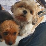 Daniel Carlier - @carlierdaniel - Instagram