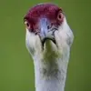 Daniel Carnegie - @jester2k.9 - TikTok