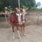 Daniel Castelo - Facebook