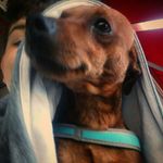 Daniel Catalano Gallará - @danielcatalanogallara - Instagram