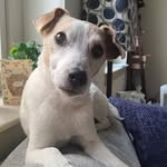 Daniel Henery-Cavanaugh - @playful_otter85 - Instagram
