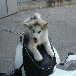 Daniel Celotto - @danielcelotto2001 - Instagram