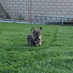 Daniel Cendejas - @jaxfrenchie1215 - Instagram