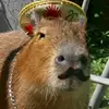 Daniel Chaidez - @danielchaidz14 - TikTok