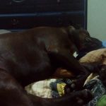 Bella the dog - @danielchaisson420 - Instagram