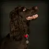 danielchampeau - @iamchampers - TikTok