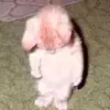 Daniel Chant - @danieldanielwhattheheck - TikTok