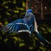 Daniel Charest - Facebook