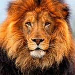 Daniel Chevalier - @daniel.chevalier.18007 - Instagram