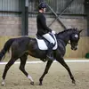 Daniel Childs - @danchildsdressage - TikTok