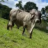 Daniel Chirinos - @bertasarmiento763 - TikTok