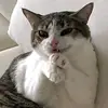 🐦Daniel Chirinos🐼🐱 - @daniel.chirinos38 - TikTok