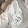 Daniel Chitty - @danielchitty162 - TikTok