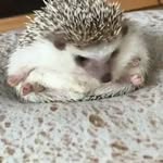 Daniel Chou - @dchou234 - Instagram