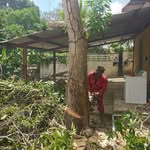 Tree cutting trinidad🇹🇹 - @danielcollier56 - Instagram