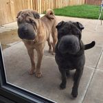 Daniel Collinson - @danielcollinson86 - Instagram