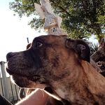 Daniel Collinson - @dantastictheonly - Instagram