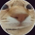 Daniel Collis - @collis_thestupid - Instagram