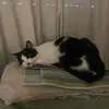 Daniel Colucci - @daniel.colucci6 - TikTok