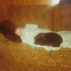 danielcolussi5 - @danielcolussi5 - TikTok