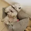 Daniel Comas - @danielcomas - TikTok