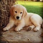 Jean-Simon - @daniel.combe.395 - Instagram