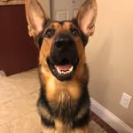 Daniel Comeau - @chaosthederp - Instagram