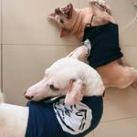 Jack Daniel & Commander Cody - @jackmadoggo.cc - Instagram