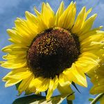 Daniel Connell - @danielconnellgardens - Instagram