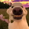 Connor Daniels - @connordaniels071 - TikTok