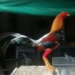 Daniel Contento🐓 - @galloscontento - Instagram