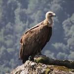 danielcopilulvulture🦅 - @danielcopilulvulture - Instagram