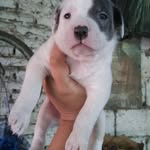 Daniel Corbalan - @daniel.corbalan.9847 - Instagram