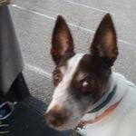 Daniel Corcoran - @daniel.corcoran.710 - Instagram