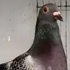 Daniel Core - @daniel.core95 - TikTok