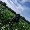 Daniel Corea - @daniel.corea396 - TikTok
