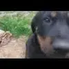 danielcorneau5 - @danielcorneau5 - TikTok