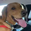 danieljcorum - @danieljcorum - TikTok
