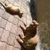 Daniela Cossu179 - @danielacossu179 - TikTok