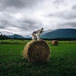 Daniel Costanzo - @dancostanzo36 - Instagram