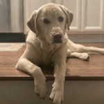 Daniel Cotton - @clavoproperties - Instagram