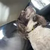 Reece Daniel Cottrell - @reece.daniel.cott - TikTok